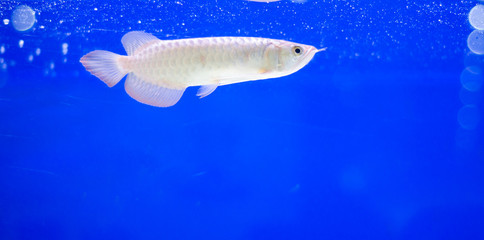 Malayan bonytongue fish