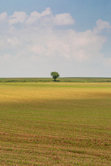 A Tree in a Field in France, Surrounded by Farmland