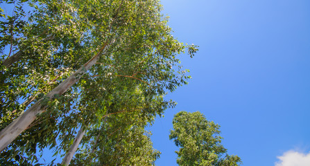 Up view on tree