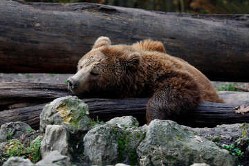 Europäische Braunbär oder Eurasische Braunbär (Ursus arctos)