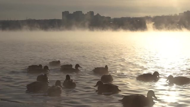 Ducks swim in the River in the fog. Silhouettes of ducks in the mist. Against the backdrop of the city