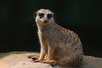 Erdmännchen (Suricata suricatta),  sitzt auf Stein