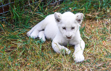 White lion cub © Igor Luschay