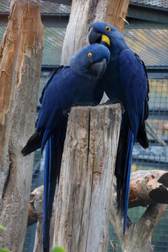 Hyazinth-Ara (Anodorhynchus hyacinthinus) Paar