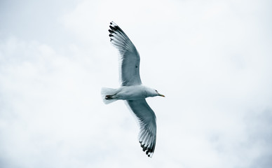 Seagull