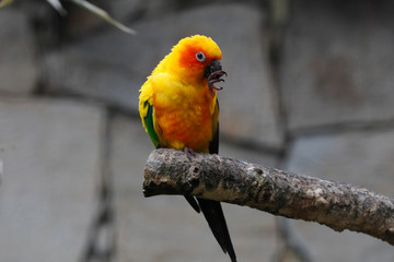 Sonnensittich (Aratinga solstitialis) putzt sich