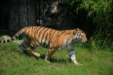 Sibirischer Tiger (Panthera tigris)