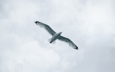Black Sea Gulls