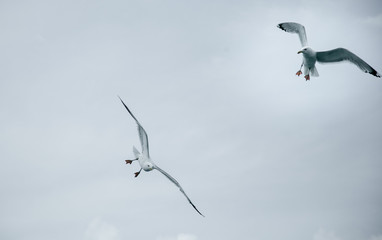 Black Sea Gulls