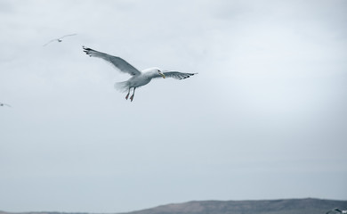 Fototapeta na wymiar Black Sea Gulls