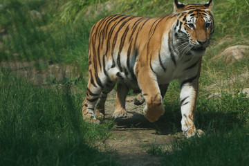 Fototapeta na wymiar Sibirischer Tiger (Panthera tigris)
