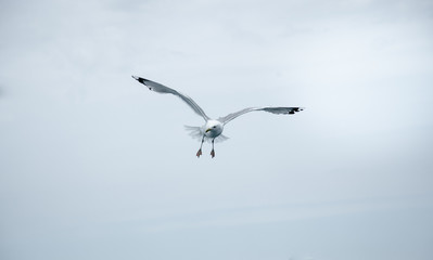 Black Sea Gulls