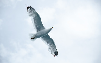 Obraz premium Black Sea Gulls