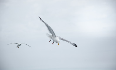 Black Sea Gulls