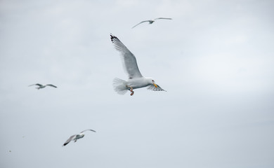 Black Sea Gulls