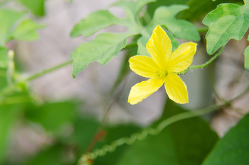 Yellow flowers