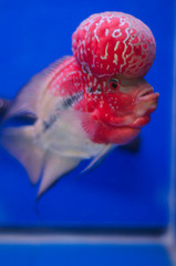 Flowerhorn Cichlid fish