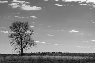 black and white gloomy tree