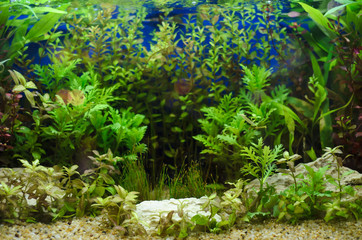 Planted in aquarium