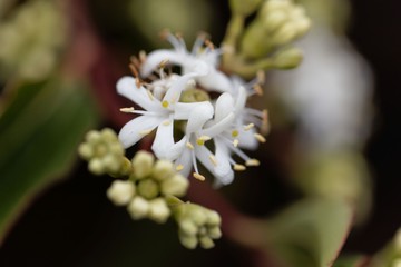 Flowers of a Seven Son Bush (Heptacodium miconioides)