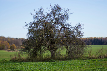 wild old apple tree