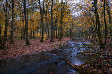 woods in autumn, river at long exposure