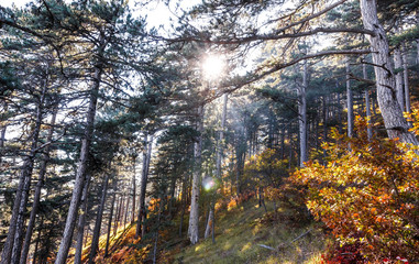 Sun rays through the trees, autumn forest in Crimean mountains