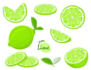 Fresh Lime fruits, vector collection of illustrations
