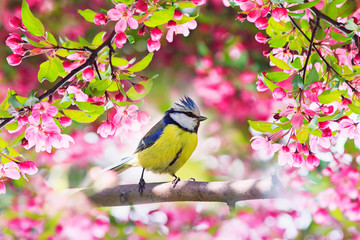 Fototapeta premium piękny mały ptak sikora siedzi w maju wiosenny ogród otoczony różowymi pachnącymi kwiatami jabłoni
