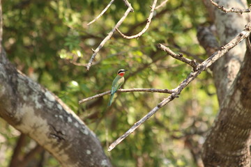 White fronted bee eater