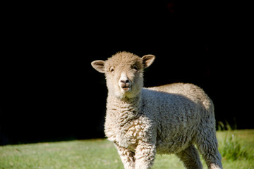 Fototapeta premium portrait of lamb in the field with black background