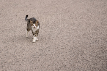Gray cat with white spots walking on the road, looking to the camera.