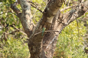 White fronted bee eater