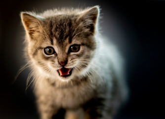 Cute gray kitten close up photo with emotion. Portrait, shallow dof.