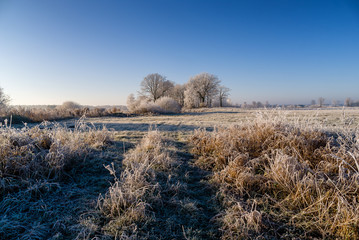 Słoneczny, mroźny poranek, drzewa i łąki pokryte szronem, Polska, Podlasie