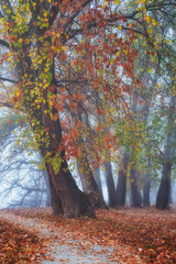 Narow path leading through foggy colorful forest