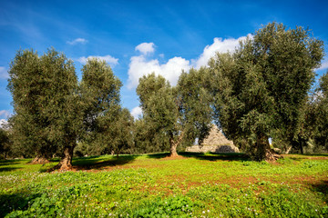 Obraz premium Trulli with olive grove. Val d'Itria - Puglia (Apulia) - Italy