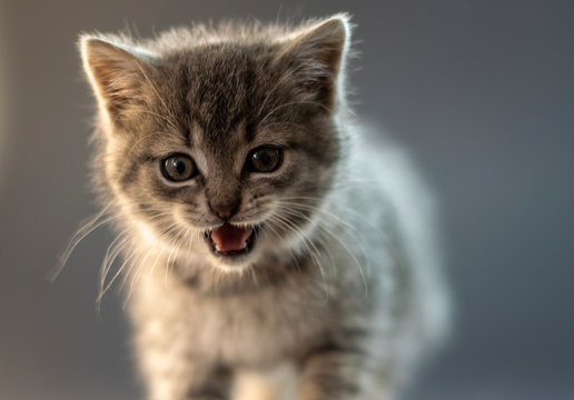Cute gray kitten close up photo with emotion. Portrait, shallow dof.