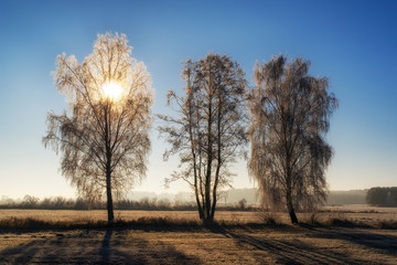 Fototapeta premium Słoneczny, mroźny poranek, drzewa i łąki pokryte szronem, Polska, Podlasie
