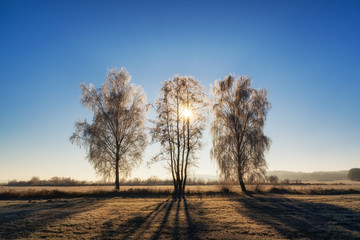 Słoneczny, mroźny poranek, drzewa i łąki pokryte szronem, Polska, Podlasie