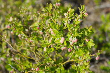 Flowering blueberries ordinary (lat. Vaccinium myrtillus)