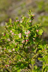 Blueberries ordinary (lat. Vaccinium myrtillus) blooms in the forest