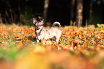 Naklejka na ściany i meble Chihuahua beim Gassi gehen im Herbst