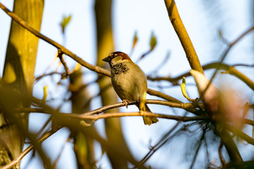 Buchfink in der Abendsonne_1