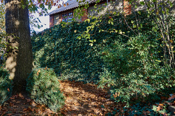 The fence is decorated with ordinary ivy Hedera Helix to a height of more than 3 meters. Original texture of natural greenery. Background from elegant leaves. Nature concept for design
