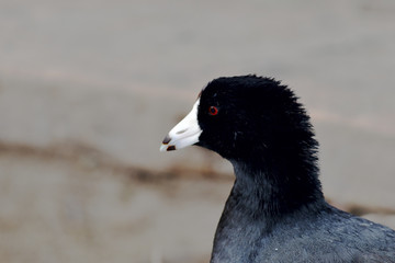 Fulica atra