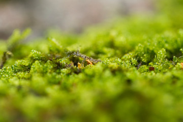 Moos in Makro_3