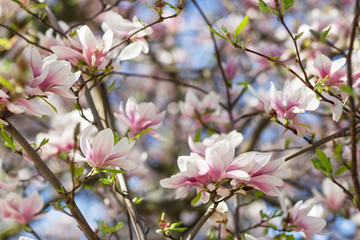 Blooming magnolia tree branch. Blurred background. Closeup, selective focus.