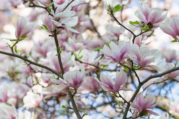 Fototapeta na wymiar Blooming magnolia tree branch. Blurred background. Closeup, selective focus.