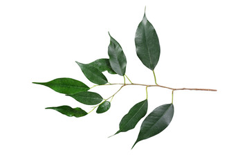Ficus branch with green leaves/ Ficus branch with green leaves isolated on white background